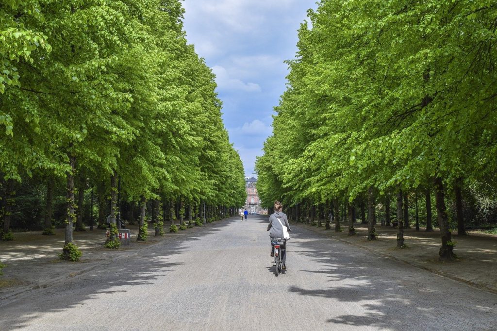avenue, trees, away
