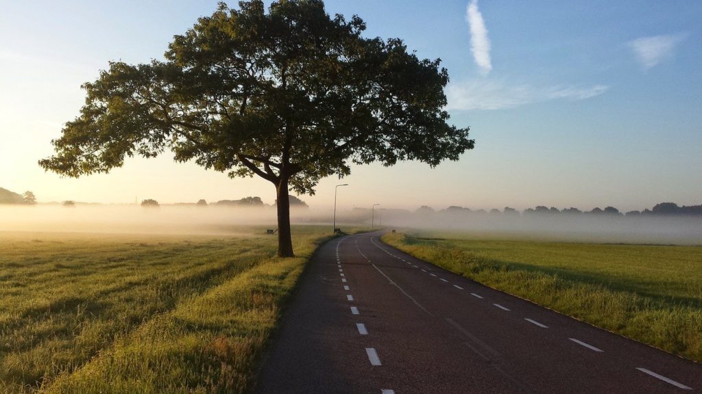road, tree, fog